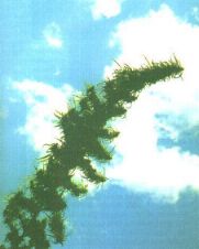 foto1.jpg (8141 bytes)